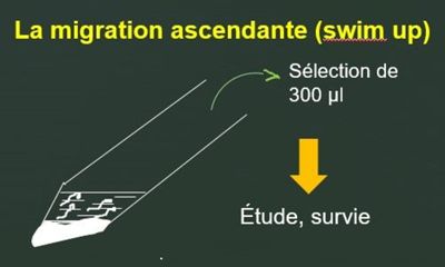 La migration ascendante (swim up)
