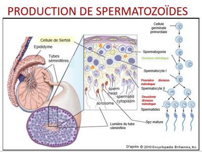 Spermatogenèse dans le testicule humain