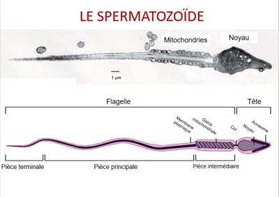 Microphotographie de spermatozoïde en microscopie électronique et schéma explicatif en dessous